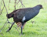 Tasmanian Native-Hen